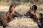 Zambia, South Luangwa National Park. African wild dog. Art Print